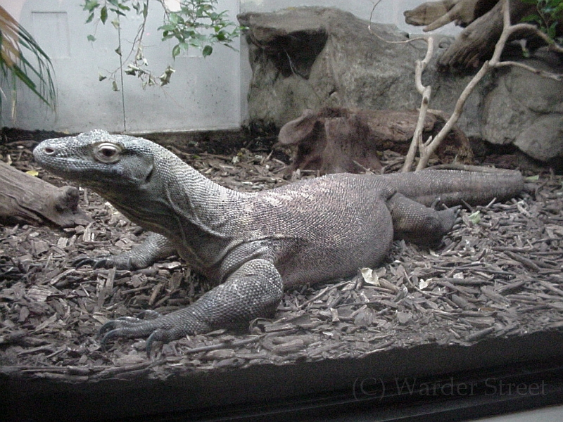 Komodo Dragon 1.jpg